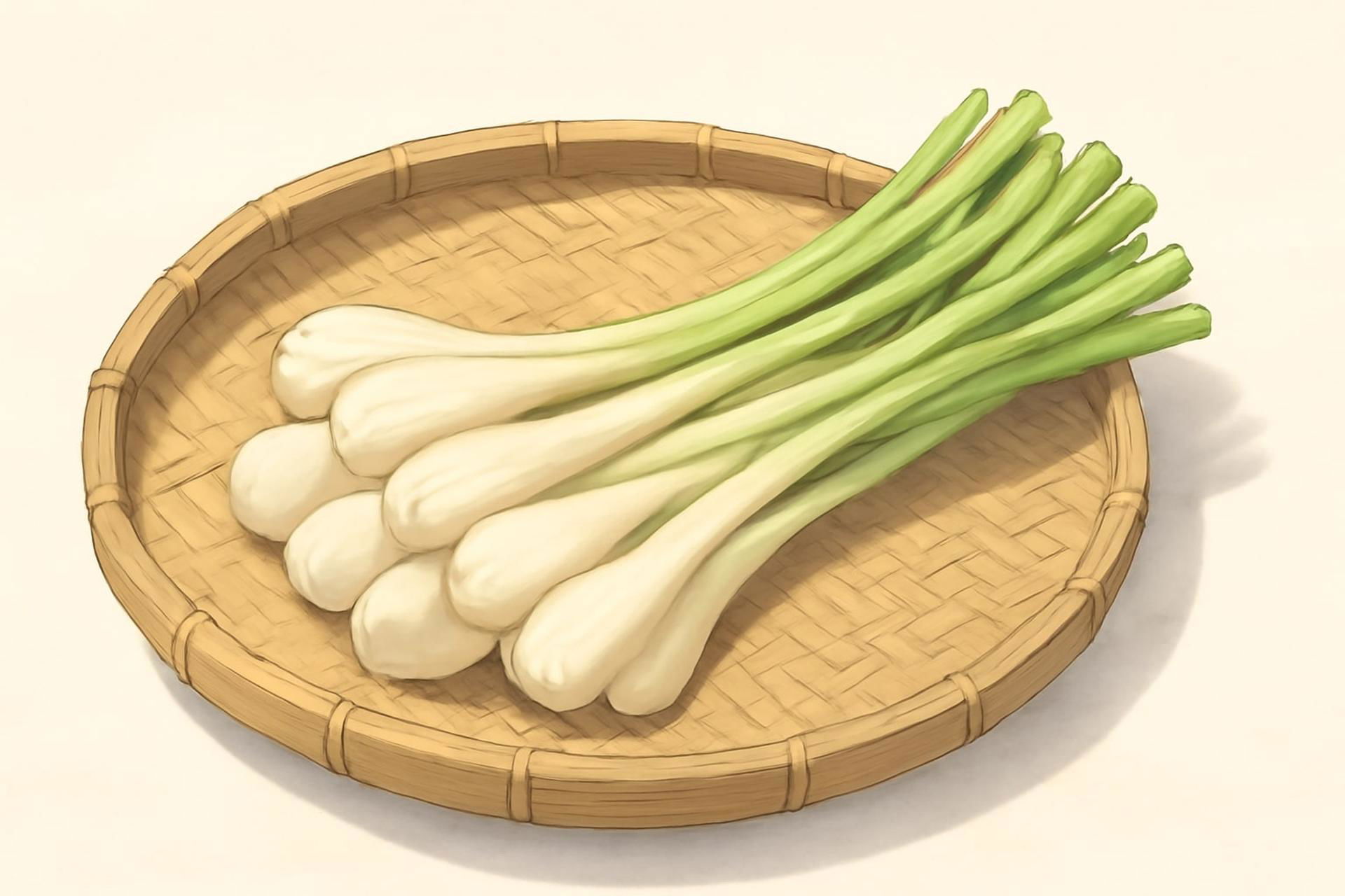 rakkyo-japanese-scallion-guide